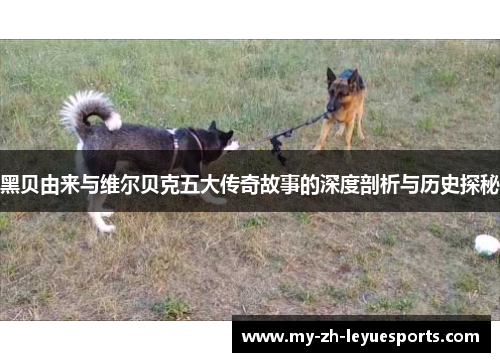 黑贝由来与维尔贝克五大传奇故事的深度剖析与历史探秘 黑贝由来与维尔贝克五大传奇故事的深度剖析与历史探秘